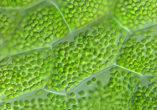 CHLOROPHYLL ENHANCES THE LIGHT-SENSITIVITY OF GRAPHENE-BASED PHOTO-TRANSISTORS