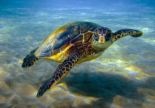 GREENWASHING: I CINQUE CONSIGLI PER SMASCHERARE IL FINTO ECOTURISMO