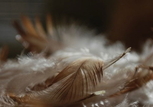 PENNE DI POLLO: UNO SCARTO DI DIFFICILE SMALTIMENTO SI TRASFORMA IN CAPPOTTI TERMICI PER LA BIOEDILIZIA
